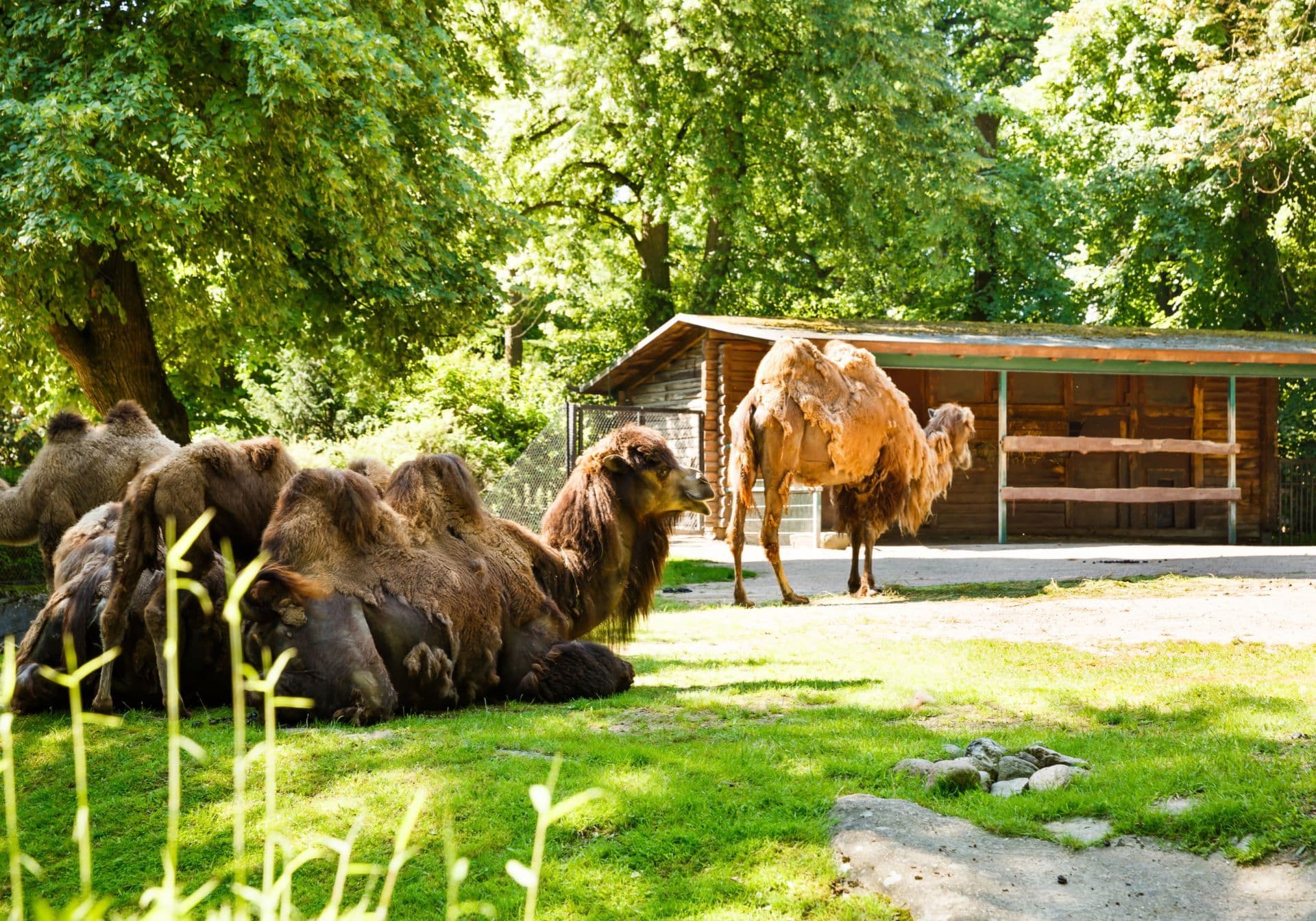 Camels enjoying sun and green grass at Hagenbeck Tierpark